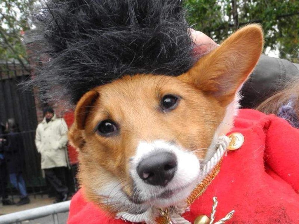 Eine Frau und ihr als König Georg I. verkleideter Hund. Foto: Johannes Schmitt-Tegge