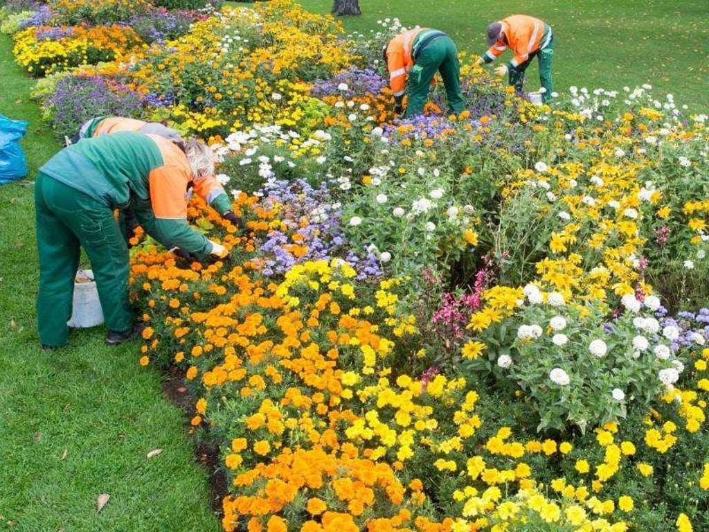 Gärtner pflegen auf der Landesgartenschau Burg 2018 ein Blumenbeet. Foto: Klaus-Dietmar Gabbert/Archiv