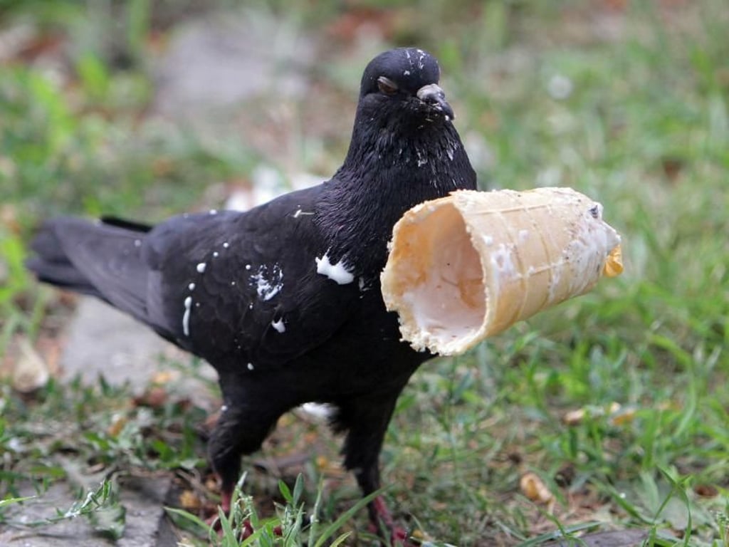 Nicht nur in Deutschland herrschen tropische Temperaturen. Heiß ist es auch in der Ukraine. Diese Taube erfrischt sich mit dem Rest einer Eiswaffel. Foto: Ukrinform