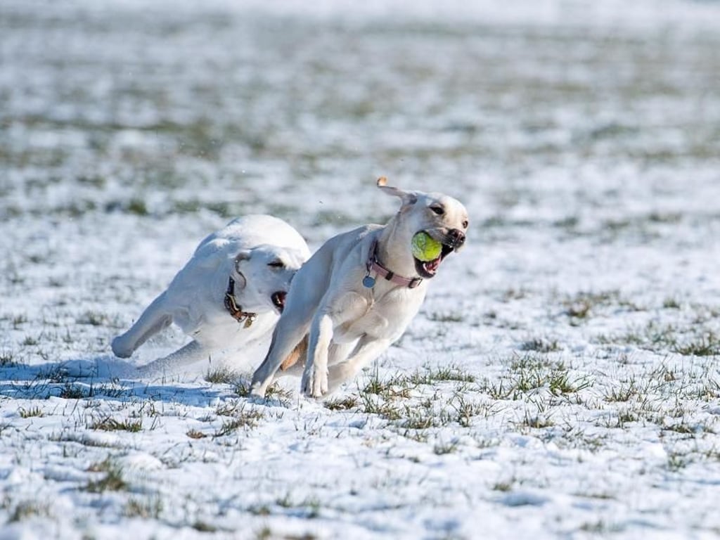 Winterfreude: Die Labradorhündinnen Chiara und Molly spielen auf einer verschneiten Wiese in Stuttgart. Foto: Sebastian Gollnow