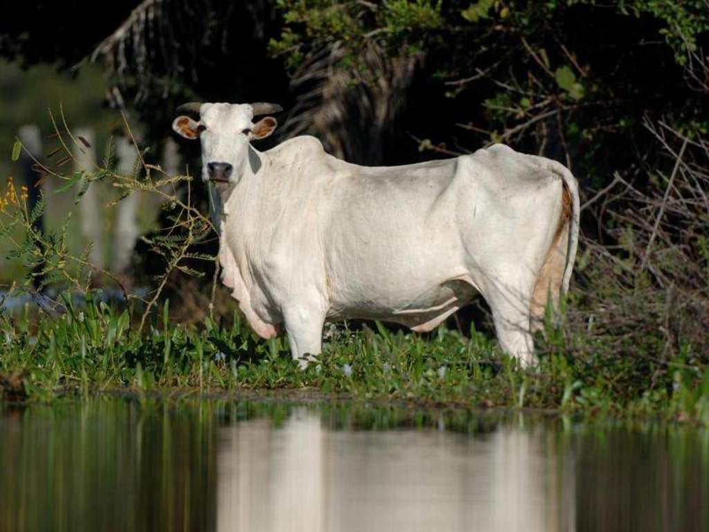 Ein Rind steht im südbrasilianischen Sumpfgebiet Pantanal im Bundesstaat Mato Grosso im Wasser. Foto: Ralf Hirschberger