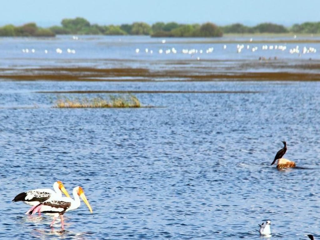 Intakte Natur: Buntstörche staken im Wasser bei der vorgelagerten Insel Kayts. Foto: Dagmar Gehm