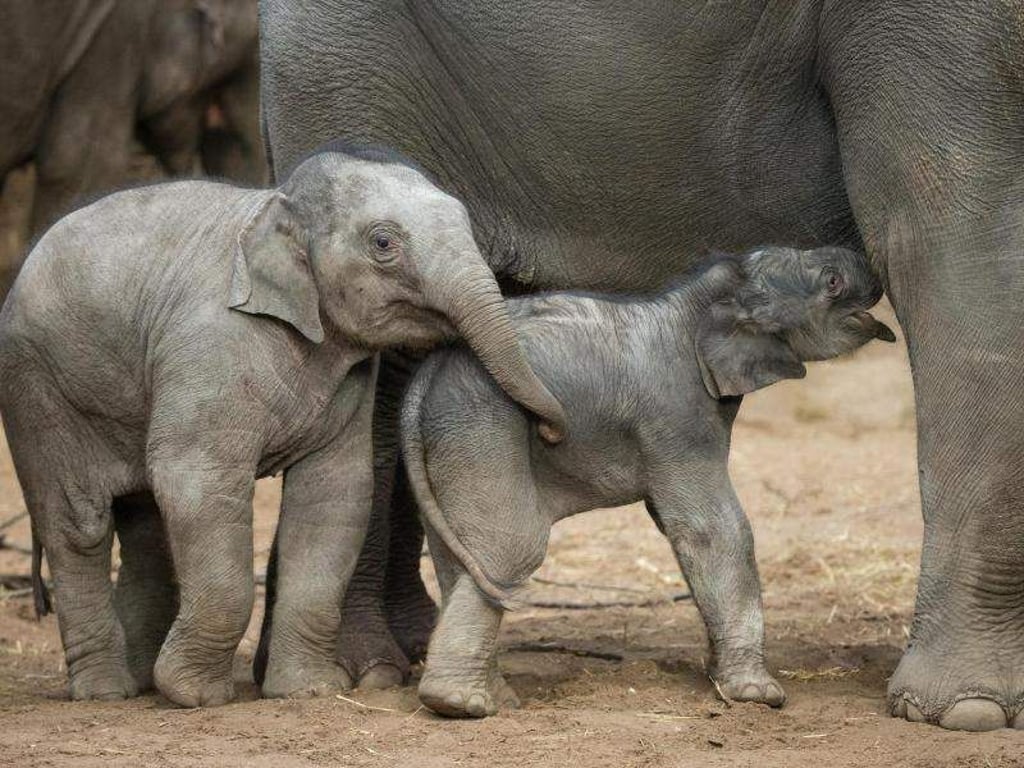 Der neugeborene Elefantenbulle im Tierpark Hagenbeck neben dem sechs Monate alten Elefantenmädchen ?Anjuli? (l). Foto: Christian Charisius