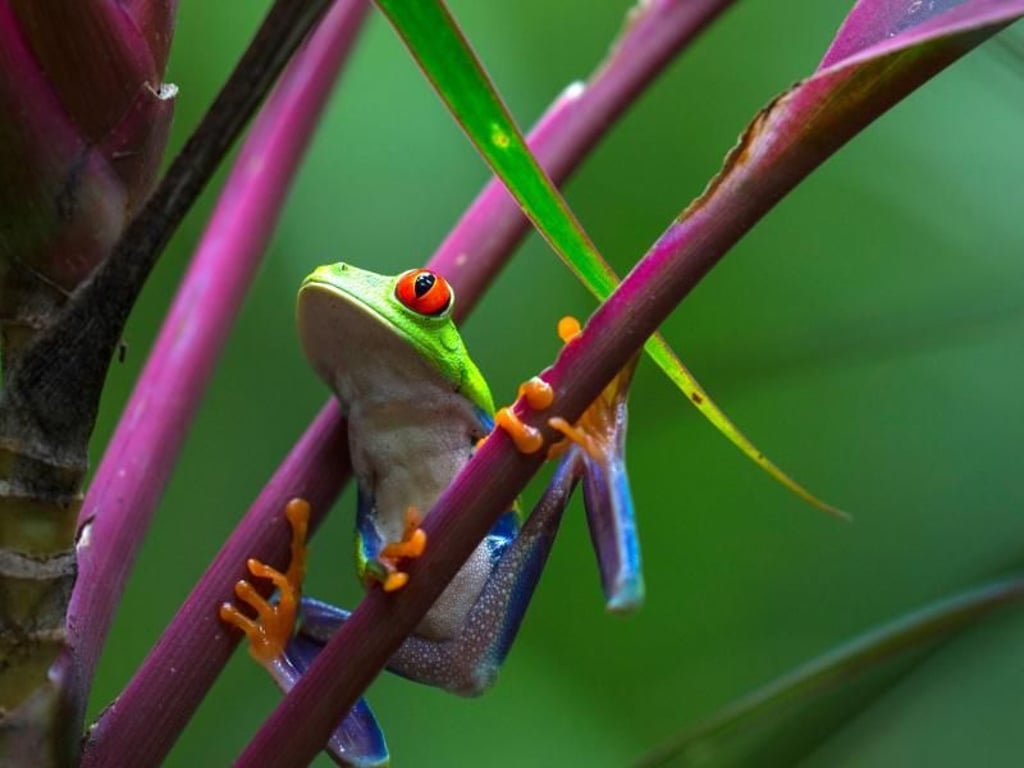 Costa Rica Tourism Board (ICT)