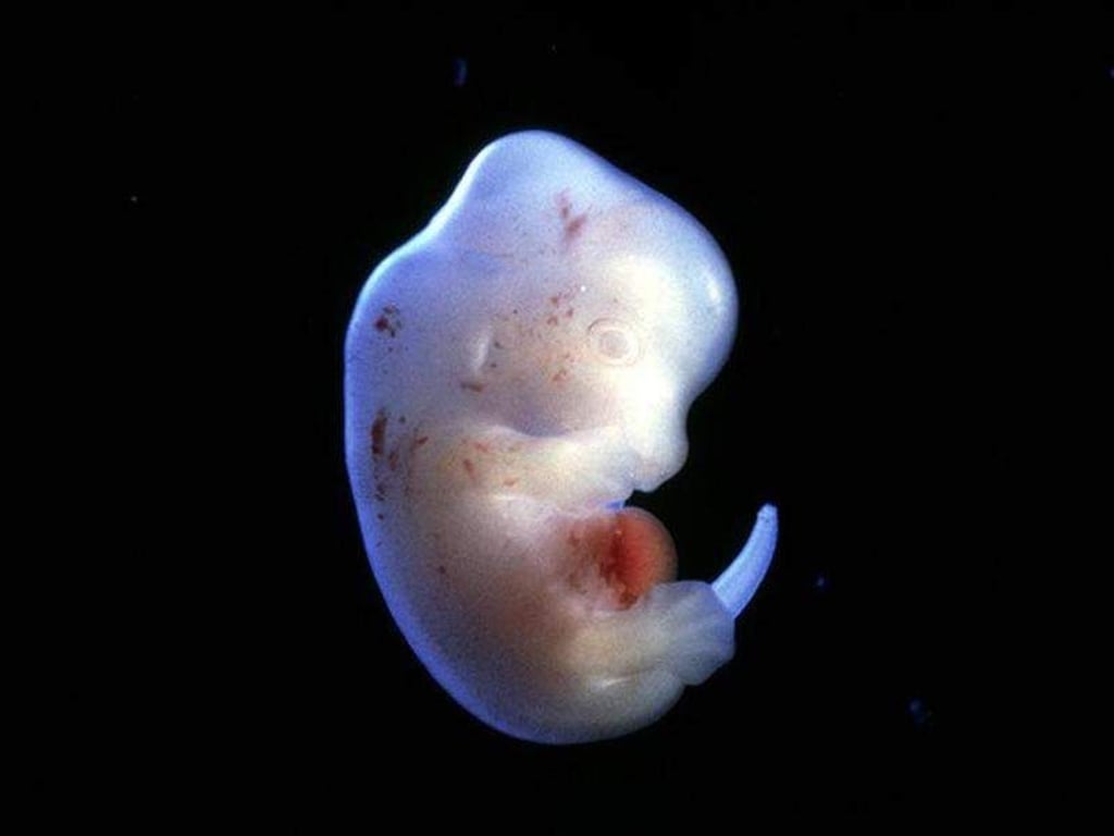 Japanische Forscher wollen menschliche Organe in Tieren züchten - wie etwa in einem Rattenembryo. Foto: Science Pictures ltd/SPL