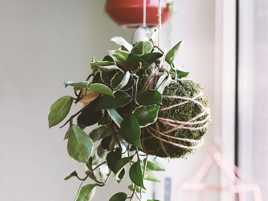 Eine schöne Art, Pflanzen aufzuhängen, nennt sich Kokedama. Die Wurzeln werden in einen Moosballen gegeben. Foto: hello kokedama/Landgärtnerei Beier
