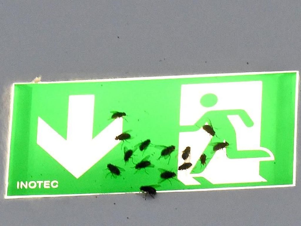 Stubenfliegen auf einem Hinweisschild für einen Notausgang im Sprengel Museum in Hannover. Foto: Holger Hollemann
