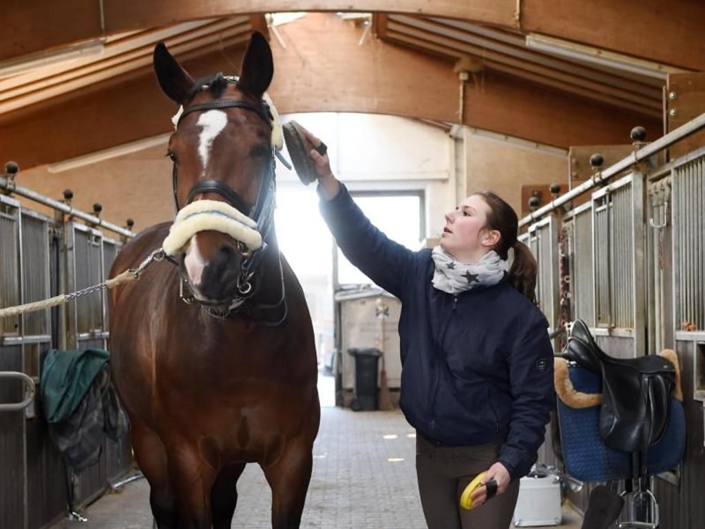 Pferde putzen ist nur eine der zahlreichen Aufgaben von Pferdewirtin Sophia Mann. Der Ausbildungsberuf wird in fünf Fachrichtungen angeboten - darunter etwa Pferdezucht oder Pferdehaltung. Foto: Tobias Hase