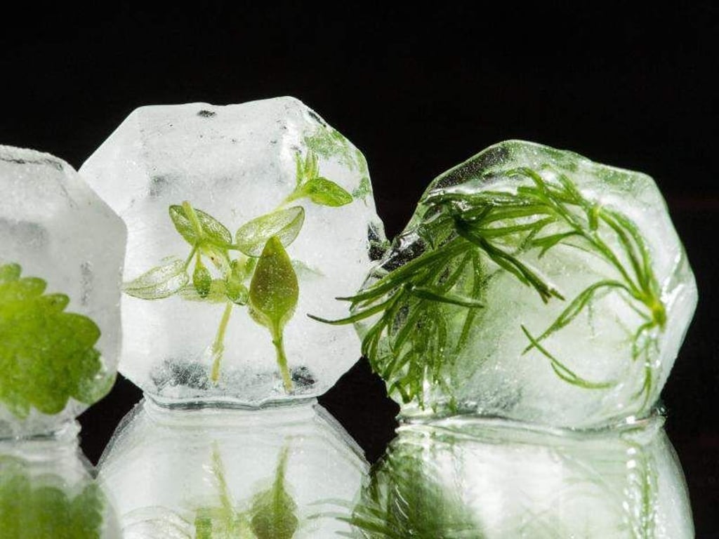 Kräuter lassen sich auch einfrieren. Foto: Franziska Gabbert