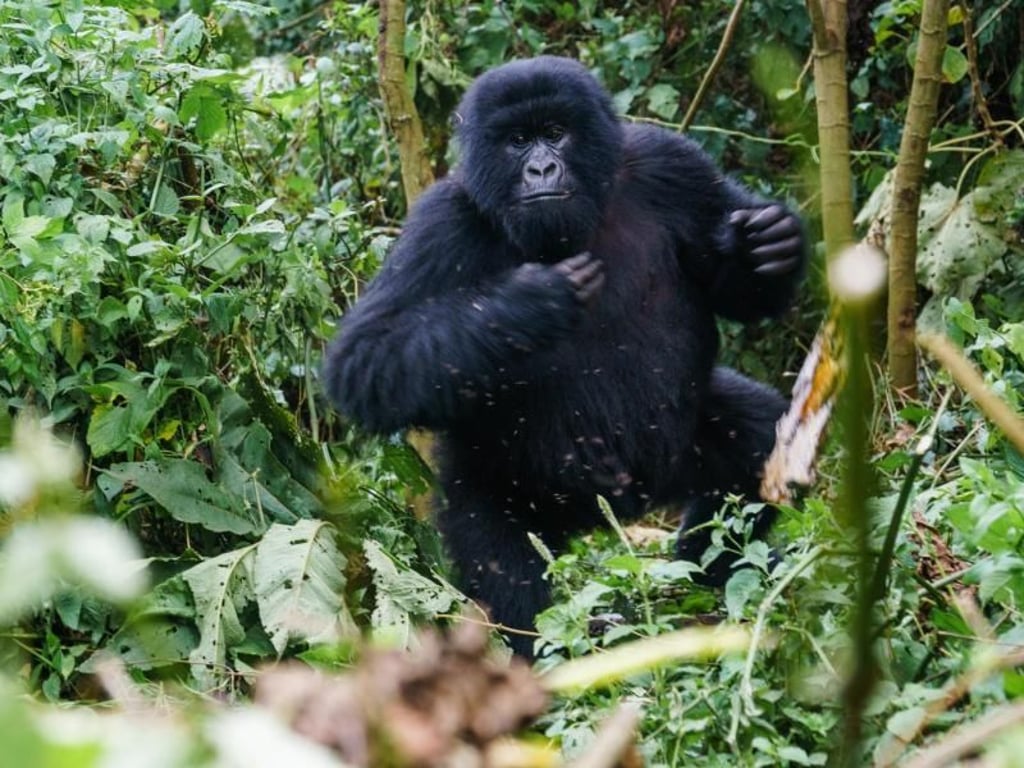 Keine Panik, wenn ein Gorilla mal lauter wird oder schnelle Bewegungen macht - die Ranger kennen die Tiere gut und wissen, wie man sich wann verhalten muss. Foto: Philipp Laage/dpa-tmn