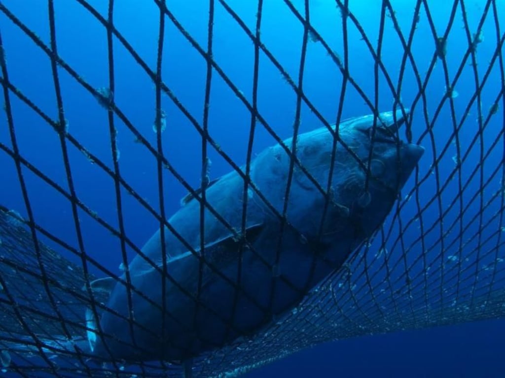 Laut IPBES sind rund ein Drittel der Fischbestände überfischt. Foto: DB Gavin Newman/GREENPEACE_INTERNATIONAL