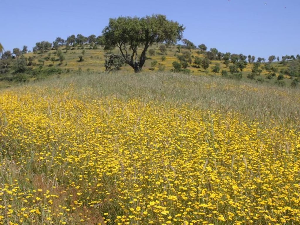 Knallbunte Blumenwiesen gibt es in der Provinz Alentejo. Menschenleer erscheint die Landschaft. Foto: Bernd F. Meier/dpa-tmn
