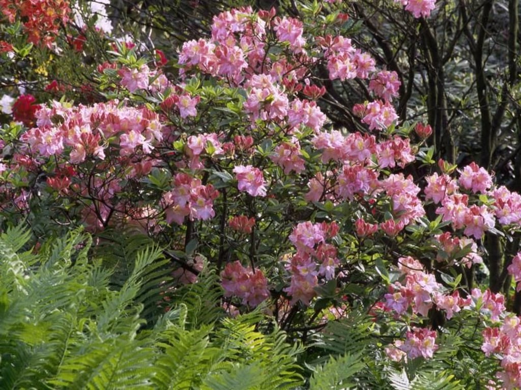 Gartenazaleen, die Hobbygärtner vornehmlich im Handel finden, zählen zu den Knapp-Hill-Hybriden. Hier handelt es sich um die Sorte 'Cecile' (Rhododendron luteum). Foto: Marion Nickig