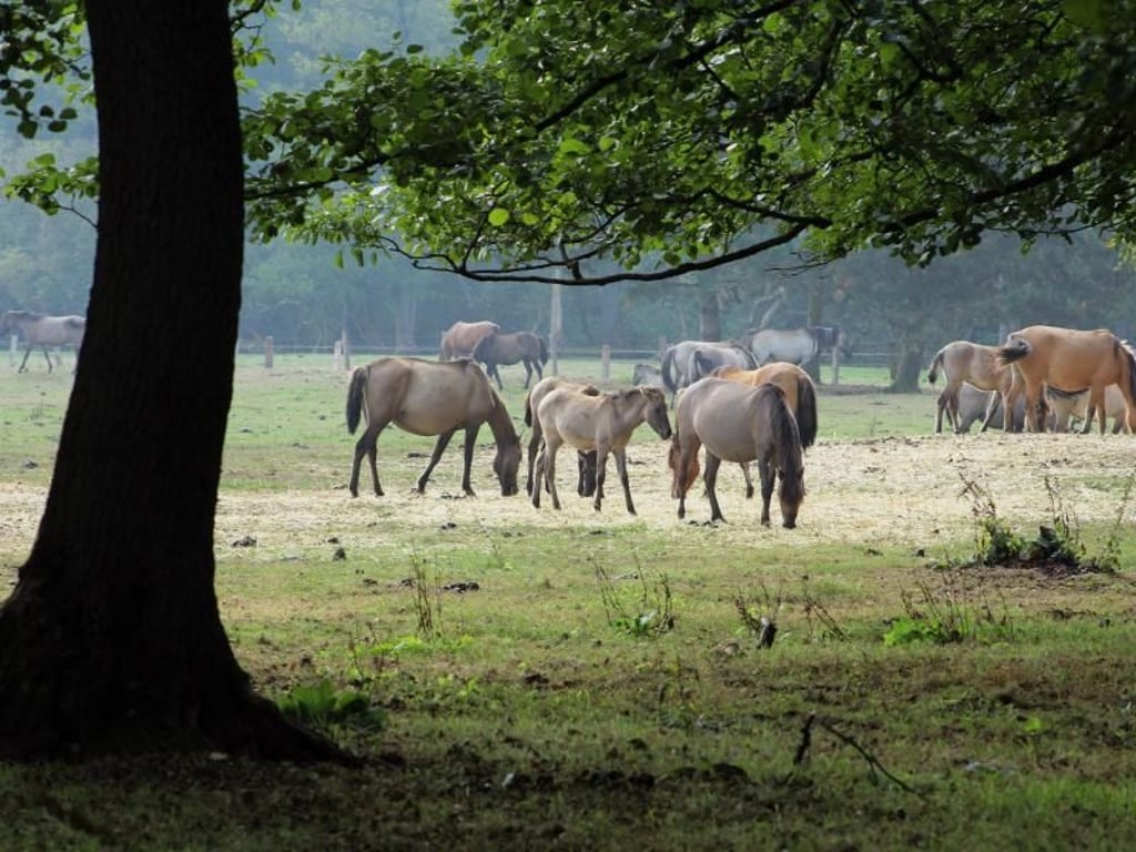 Lichte Wälder und Weiden kennzeichnen die Natur der sogenannten Wildpferdebahn im Münsterland. Foto: Bernd F. Meier
