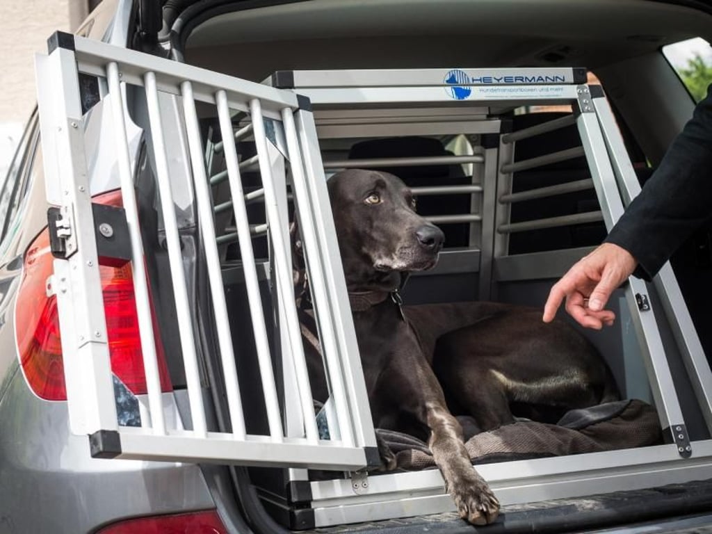 Hunden mit großer Panik vor dem Tierarzt kann es helfen, wenn sie bis kurz vor der Behandlung im Auto warten. Foto: Christoph Schmidt
