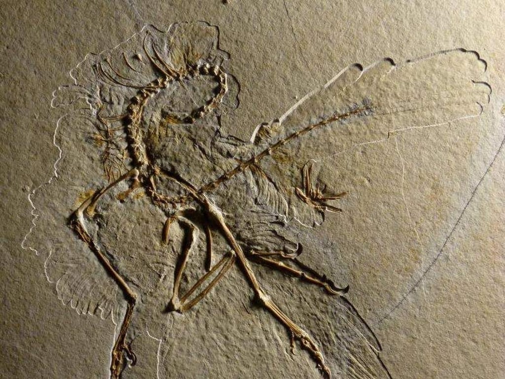 Das undatierte Foto zeigt einen versteinerten Archaeopteryx, der im bayerischen Altmühltal gefunden wurde. Foto. Helmut Tischlinger/pr munichshow Foto: Helmut Tischlinger