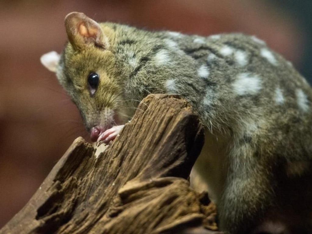 Der nachtaktive Tüpfelbeutelmarder mit dem gepunkteten Fell kommt ursprünglich aus Australien. Foto: Boris Roessler