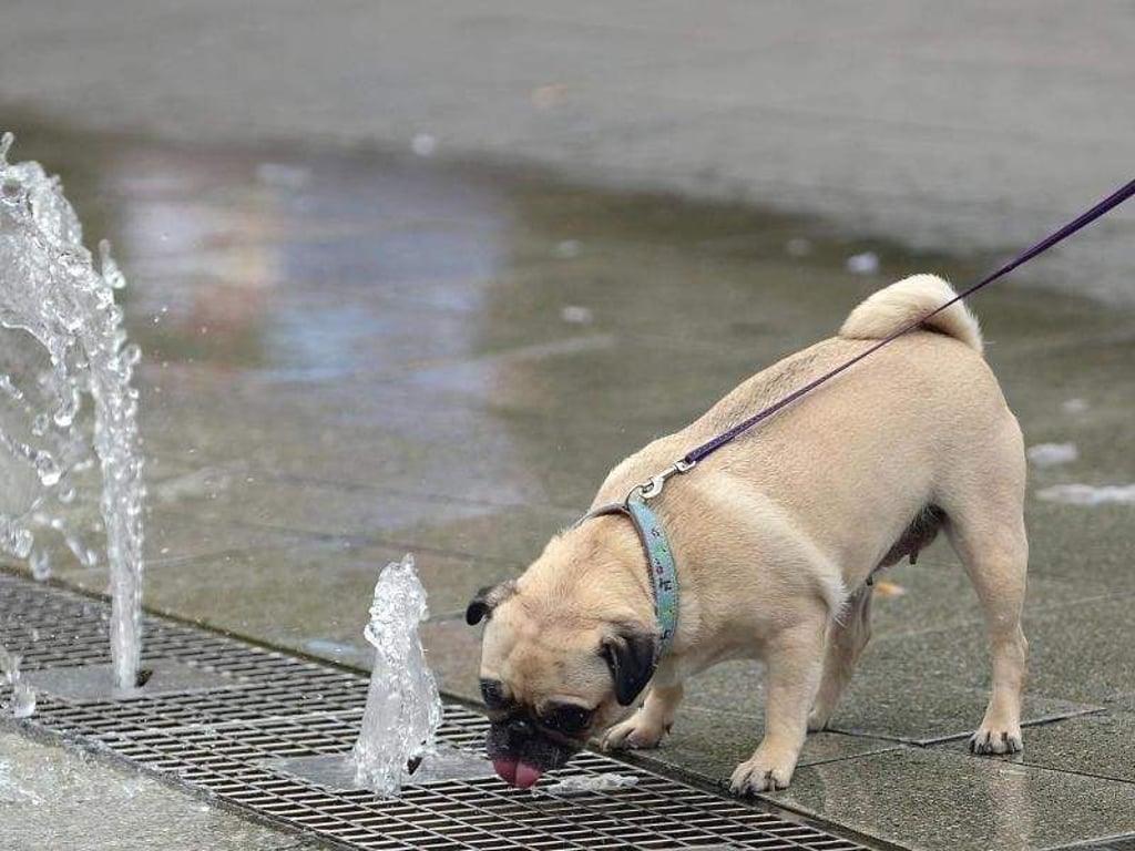 Wer bei Hitze mit seinem Vierbeiner unterwegs ist, sollte regelmäßig Rast machen, um ihn trinken zu lassen. Foto: Peter Steffen