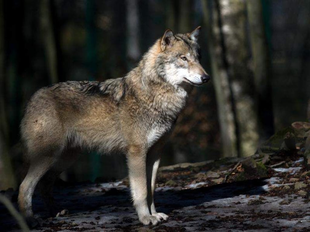 Ein Wolf steht zwischen Bäumen. Foto: Klaus-Dietmar Gabbert/Archivbild