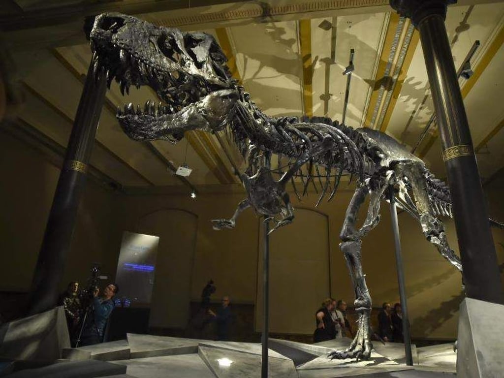 Das Skelett des Tyrannosaurus Rex namens «Tristan Otto» ist im Naturkundemuseum in Berlin ausgestellt. Foto: Britta Pedersen