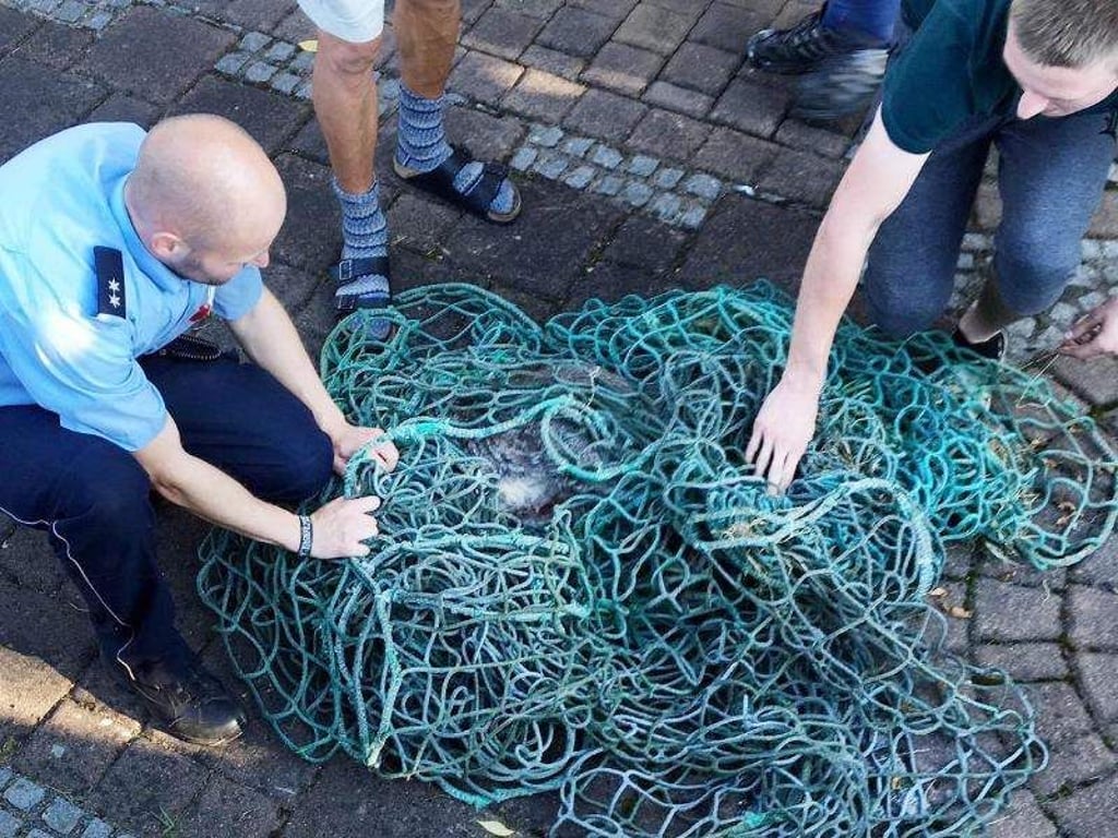 Polizeibeamte haben ein ausgebüxtes Känguru mit einem Fußballnetz eingefangen. Foto: Polizei Olpe