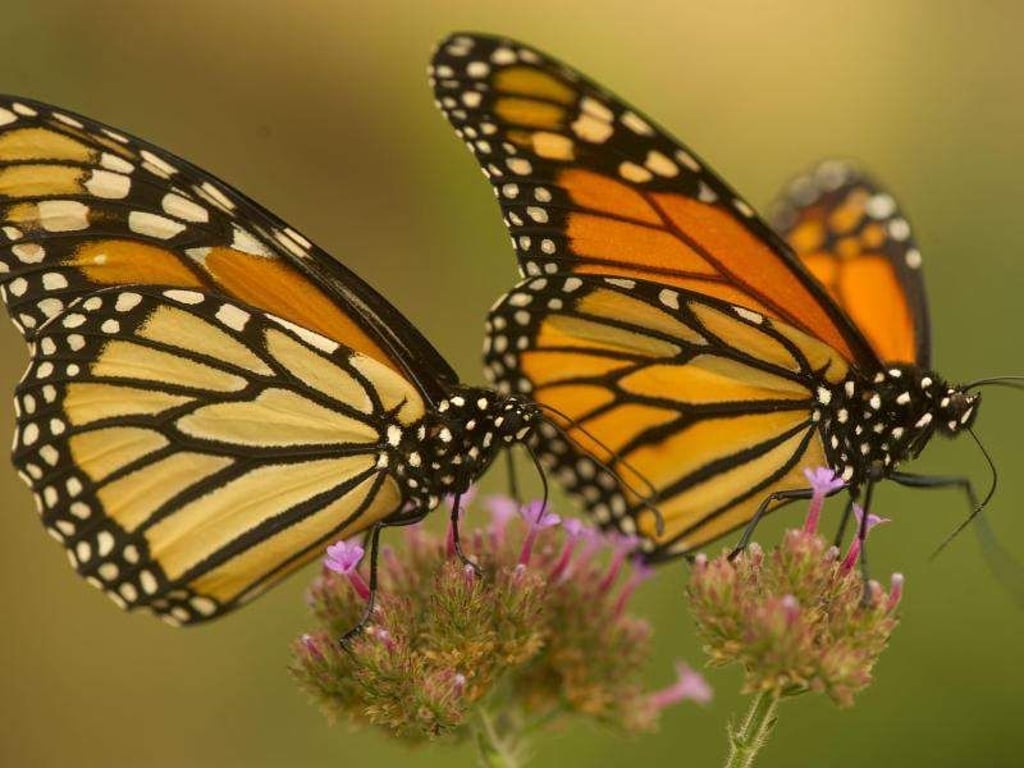 Die schwarz und orange gemusterten Schmetterlinge leben in den USA im Bereich der Großen Seen an der Grenze zu Kanada und in den Rocky Mountains. Foto: Robin Loznak