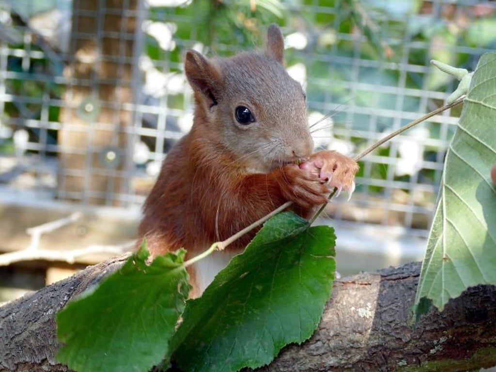Hartnäckiges Tier - das Eichhörnchen «Pippilotta». Foto: Latrissa Fritzenschaf/Wildtierauffangstation Karlsruhe