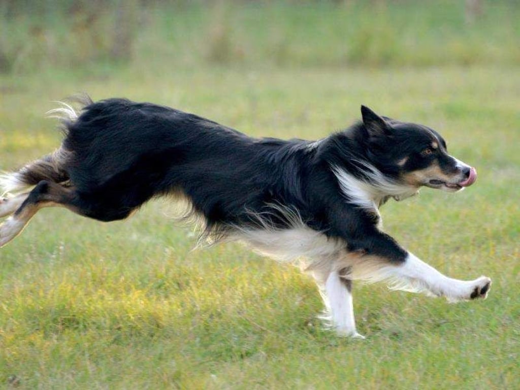 Das alleinige Rufen des Namens ohne folgende Ansage ist für Hunde unverständlich. Sie brauchen genaue Anweisungen. Fotos: Bernd Settnik Foto: Bernd Settnik