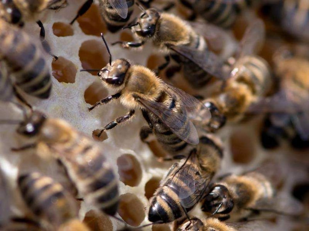 Bienen, die auf einer Wabe sitzen. Foto: Sven Hoppe/Archiv