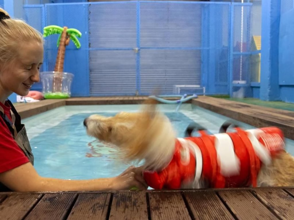 Terrier-Dame Clara schüttelt sich im Pool des Tierhotels. Foto: Tycho Schildbach
