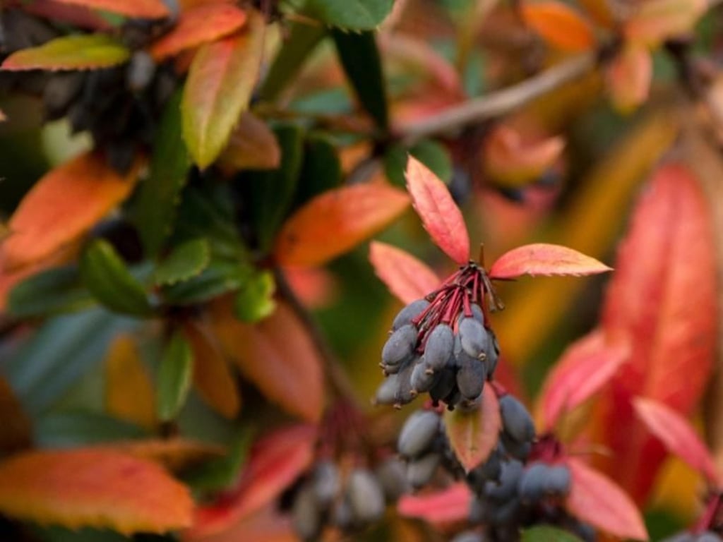 Die sommergrünen Arten der Berberitze färben sich im Herbst ein. Dazu zieren in dieser Zeit blauschwarze Beeren die Sträucher. Foto: Andrea Warnecke/dpa-tmn