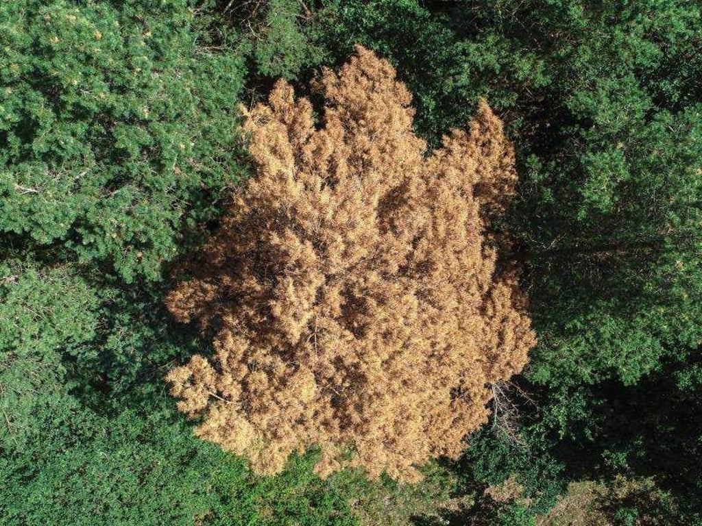 Baumkronen in einem Wald. Foto: Patrick Pleul/Archivbild