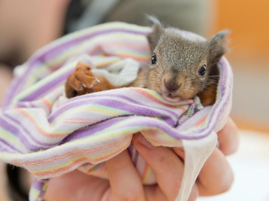 Das zehn Wochen junge Eichhörnchen Hasi in seinem Nest. Foto: Daniel Karmann