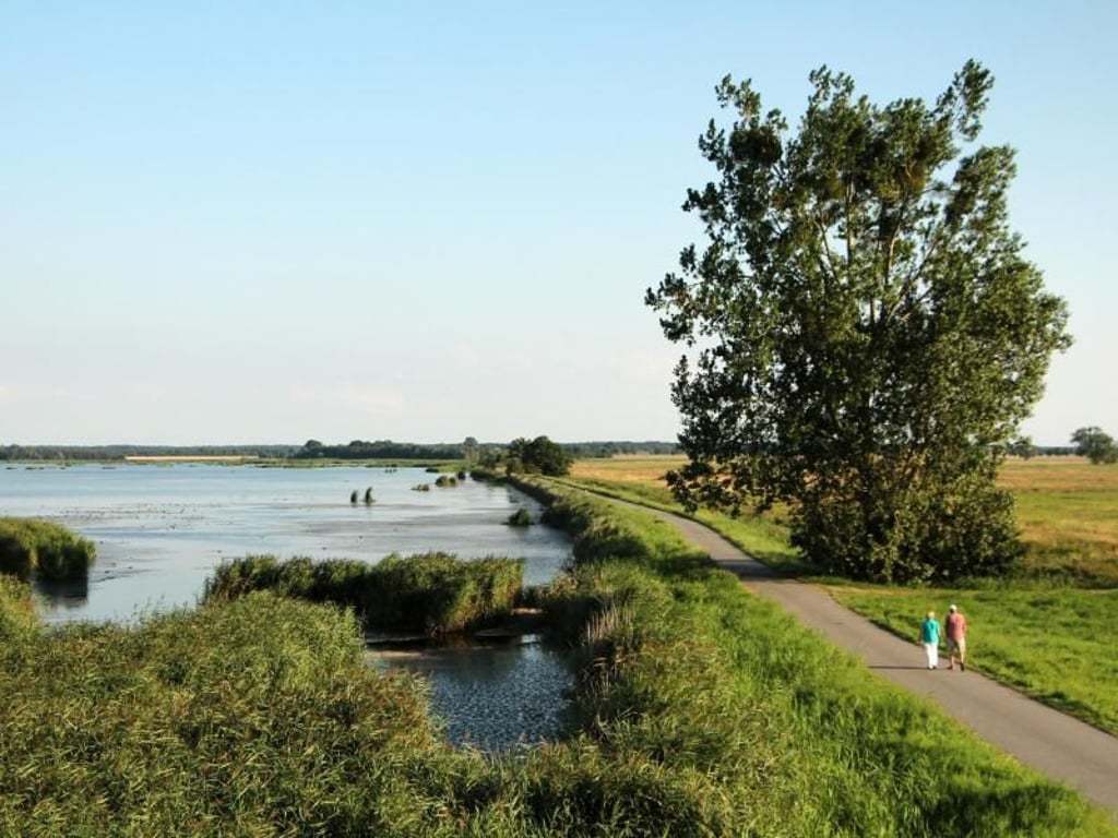 Idylle am Wasser: Der Anklamer Stadtbruch ist Deutschlands größter Moorwald. Foto: Alexandra Frank