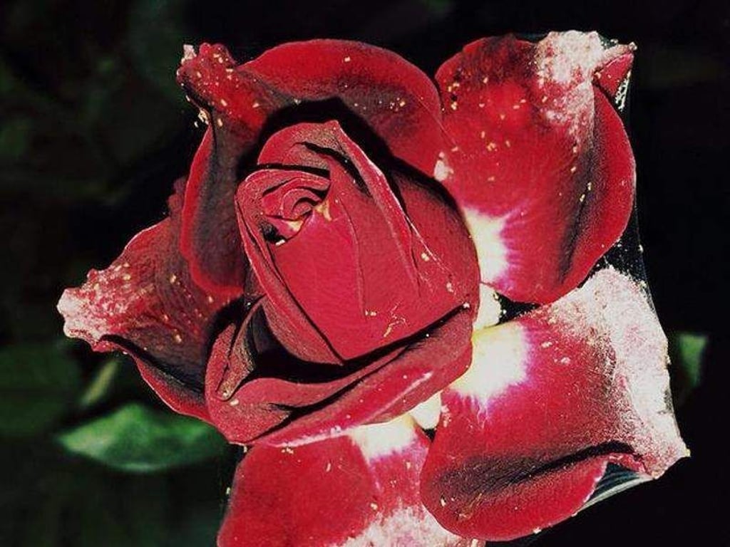Diese Rose ist krank. Das zeigen die weißen Flecken. Foto: Casey Hugelfink (CC BY-SA 2.0)