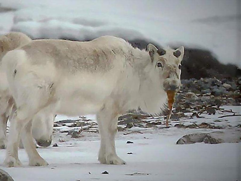 Spitzbergen-Rentiere beim Fressen von Tang. Foto: Brage B. Hansen/NTNU/dpa