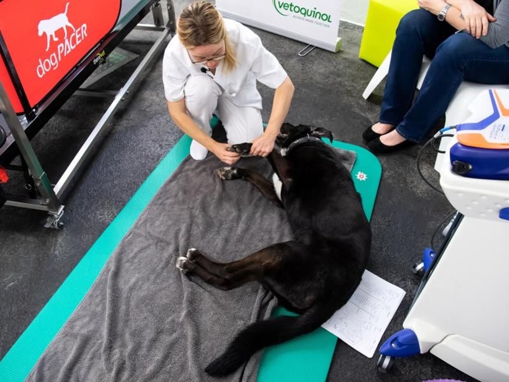In vielen Bereichen hat die Tiermedizin inzwischen den Standard der Humanmedizin erreicht. Bei der Physiotherapie hinken die Fachleute in Deutschland jedoch hinterher. Foto: Sven Hoppe