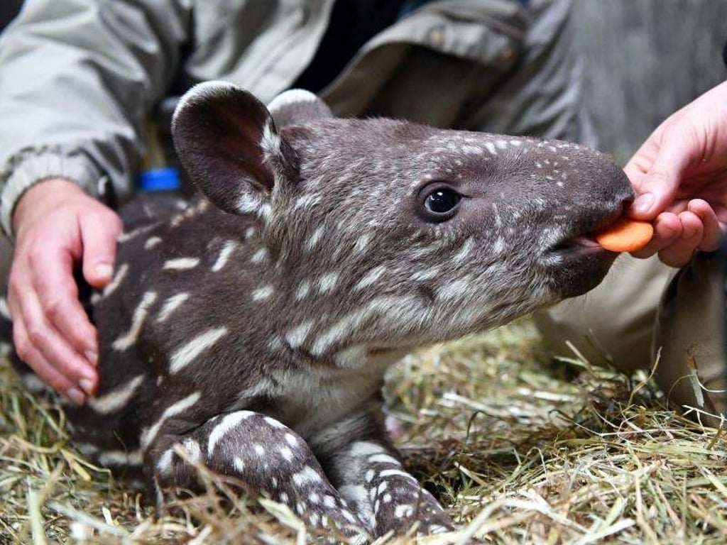 Ein 14 Tage alter Tapir wird im Zoo Magdeburg von Mitarbeitern gefüttert. Foto: Jens Kalaene/Archiv