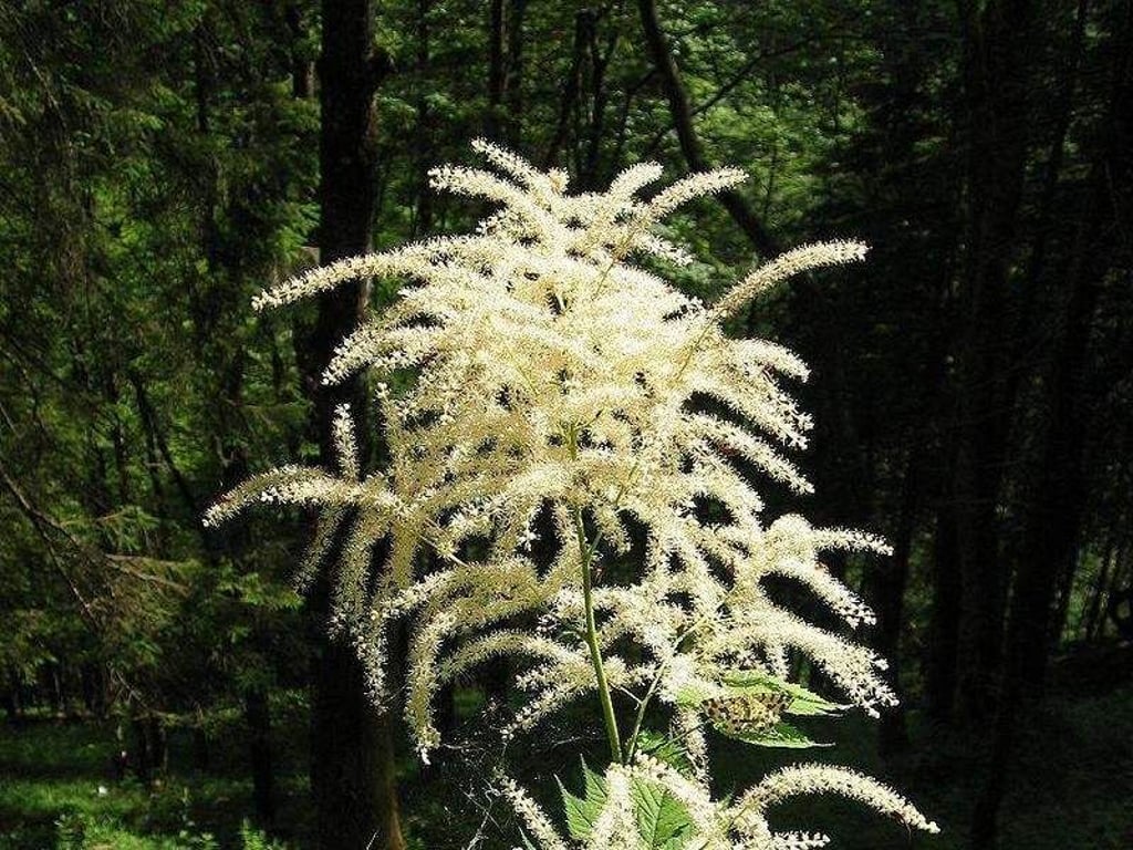 Eine pflegeleichte Pflanze auch für den Garten ist der Waldgeißbart. Er beeindruckt mit seiner Blütenpracht und wächst auch an schattigen Plätzen. Foto: CC BY 2.5