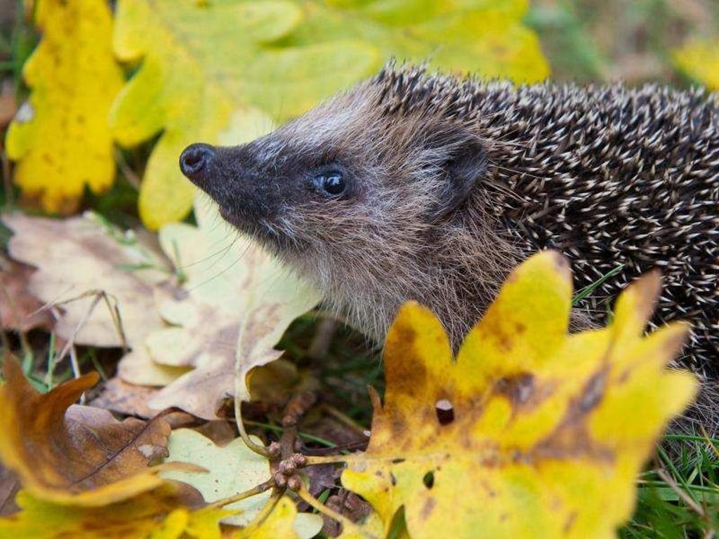 Igel überwintern gerne im Laub. Foto: Patrick Pleul/dpa-Zentralbild