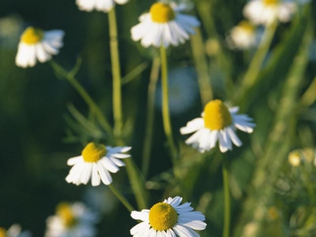 Eine klassische Teepflanze ist die echte Kamille (Matricaria chamomilla). Foto: Marion Nickig