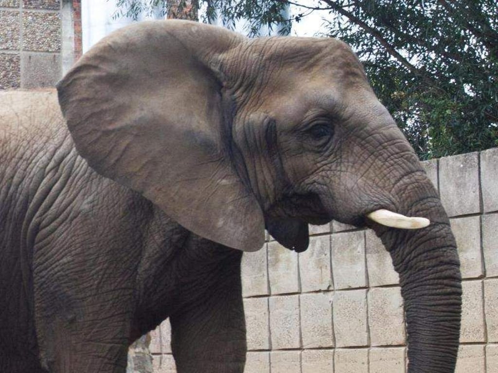 Die indische Elefantenkuh «Birma» in ihrem Gehege im Zoologischen Garten in Magdeburg. Foto: Jens Wolf/Archiv