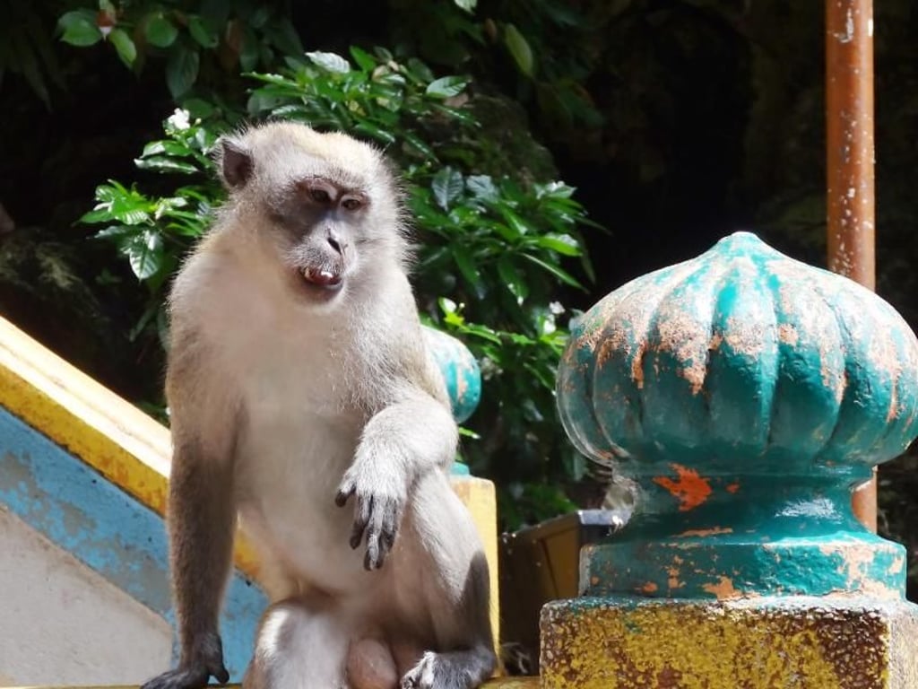 Von frechen Affen sollten sich Asien-Reisende fernhalten - auch diese Tiere können im schlimmsten Fall mit Tollwut infiziert sein. Foto: Andrea Warnecke