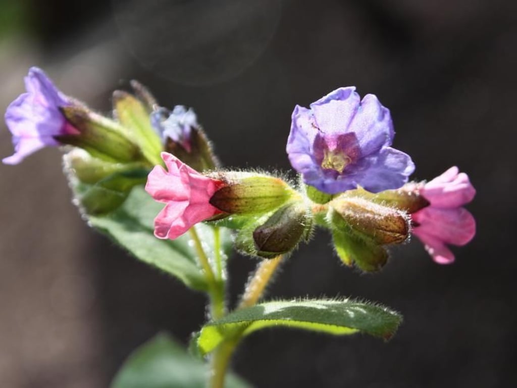 Mascha Brichta