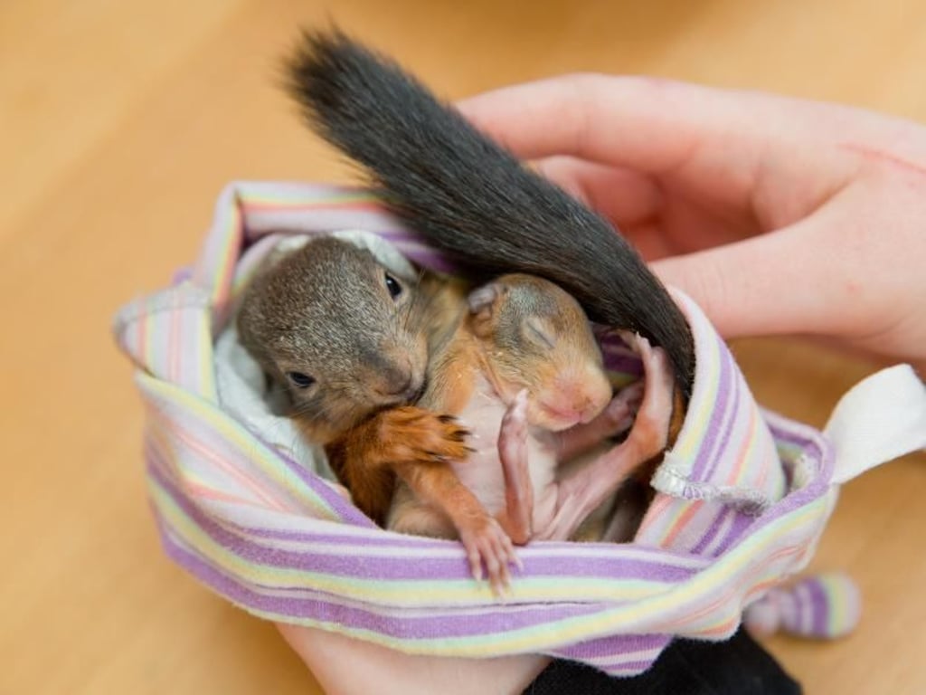 Das zehn Wochen junge Eichhörnchen Hasi (l) die kleine Nele kuscheln. Foto: Daniel Karmann