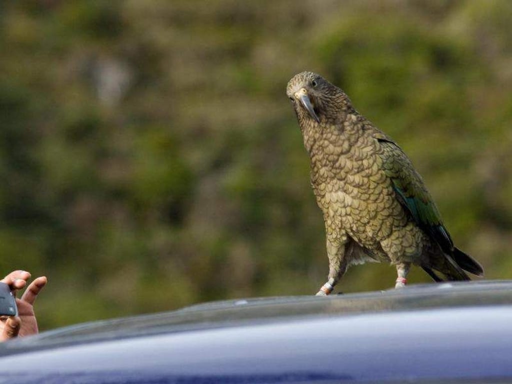 Keas lieben Action. Foto: Andrius Pasukonis