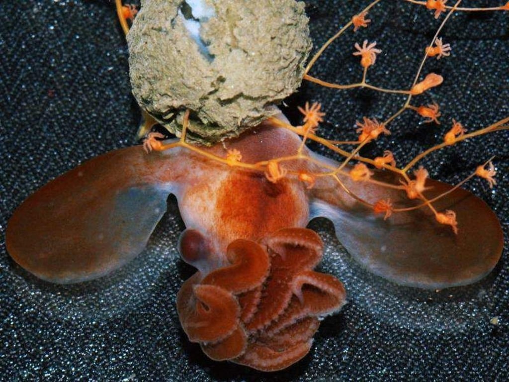 Der etwa drei Zentimeter große Dumbo-Schlüpfling kurz nach dem Verlassen der Eikapsel. Foto: Timothy M. Shank/NOAA Office of Exploration and Research