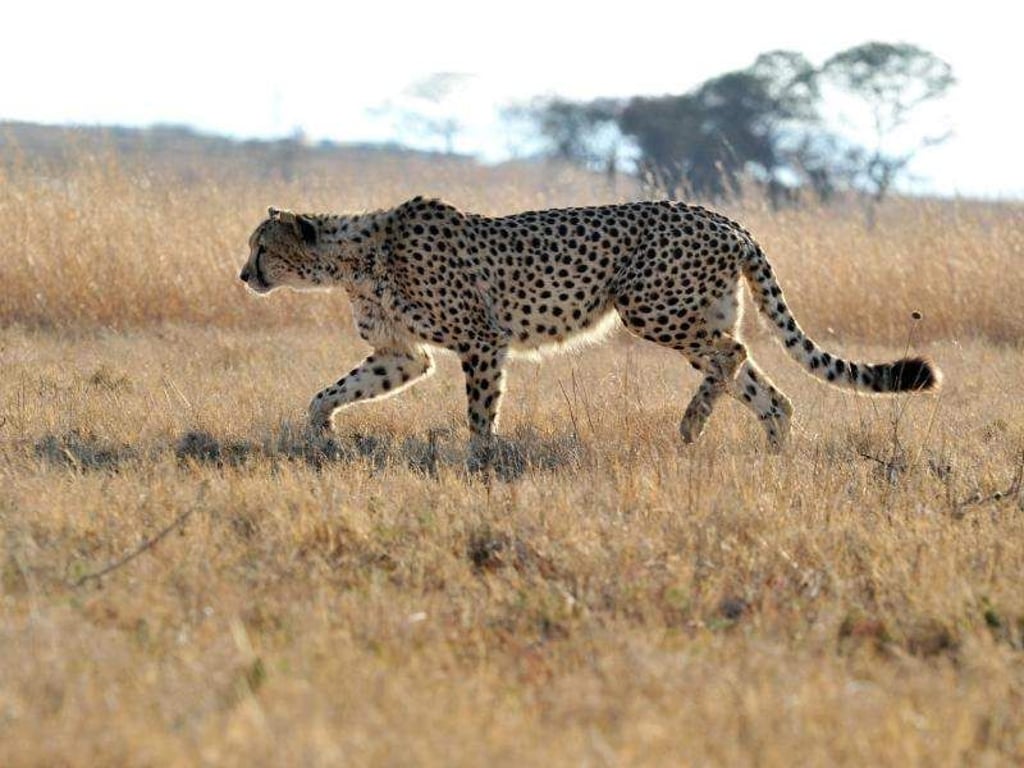 Schneller Läufer mit guter Nase: der Gepard. Foto: Bernd Weissbrod