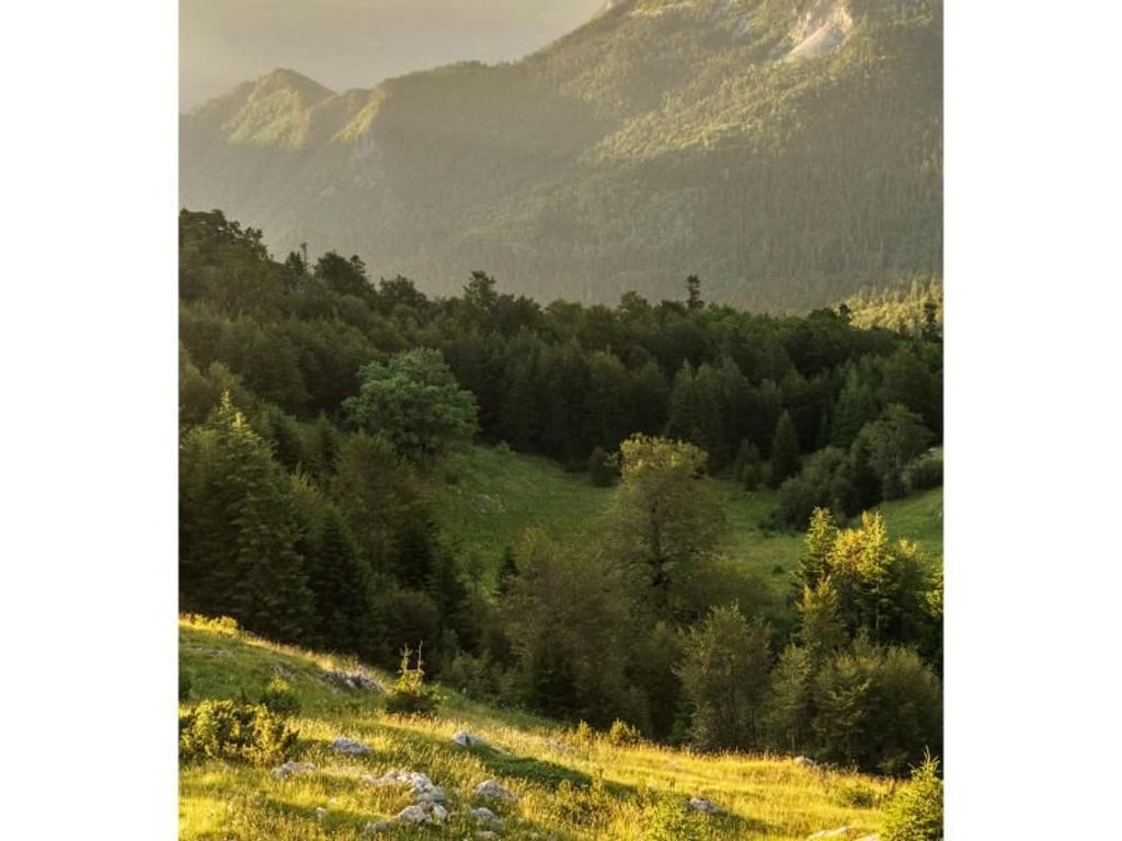 Ausblick von Prijevor am Abend: Warmes Licht fällt auf den Perucica-Urwald. Foto: Philipp Laage