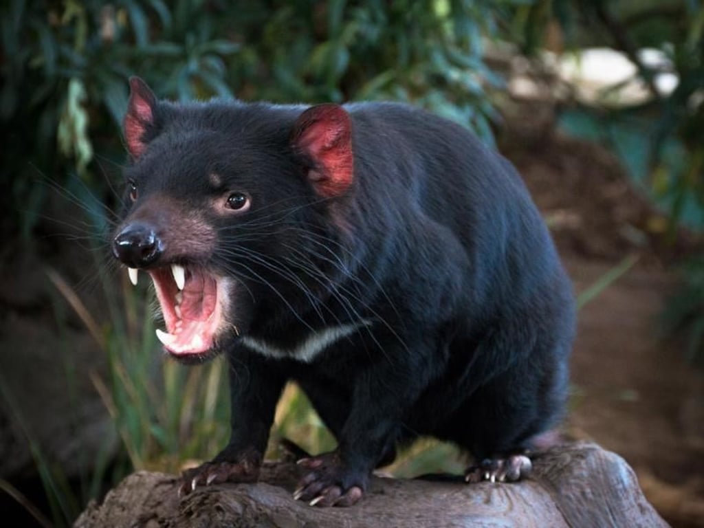 Der Tasmanische Teufel trägt den Namen nicht von ungefähr: Mit den spitzen Zähnen kann er einem Urlauber aus Europa schon etwas Angst machen. Foto: Tourism Tasmania
